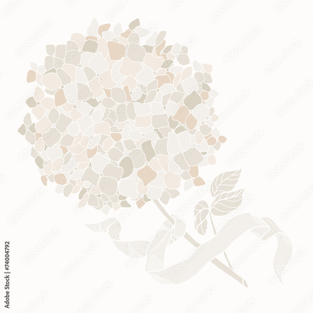 Hydrangea with ribbon on white background. Floral greeting card Hydrangea with ribbon on white background. Floral greeting card