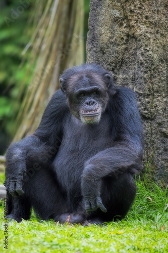 Fototapeta Naklejka Na Ścianę i Meble -  Common Chimpanzee