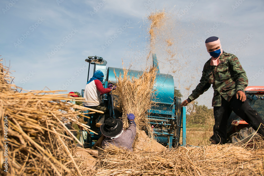 Photography farmers threshing rice
