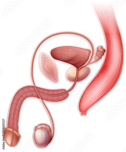 Male reproductive organ
