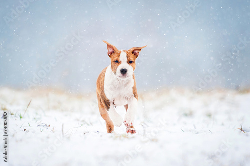 Fototapeta Naklejka Na Ścianę i Meble -  American staffordshire terrier puppy running in a snowy day