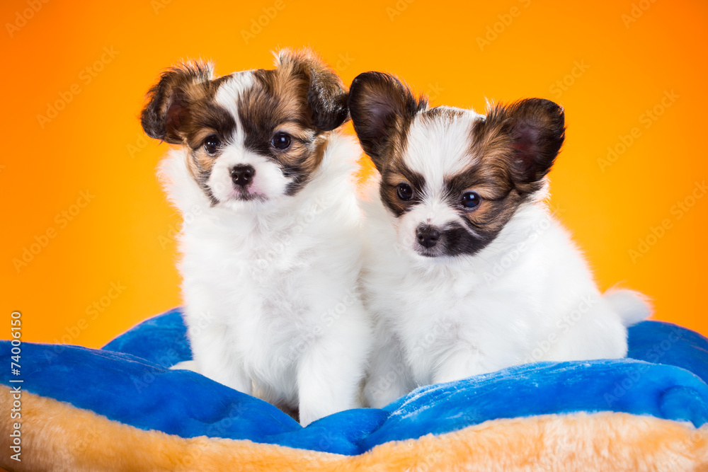 Two cute Papillon puppies on a orange background