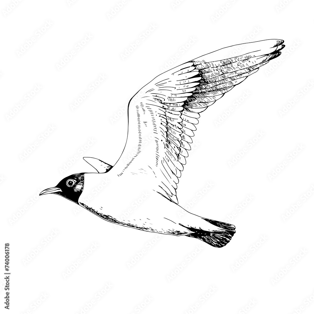 Naklejka premium Seagulls. Hand drawn vector llustration, realistic sketch.