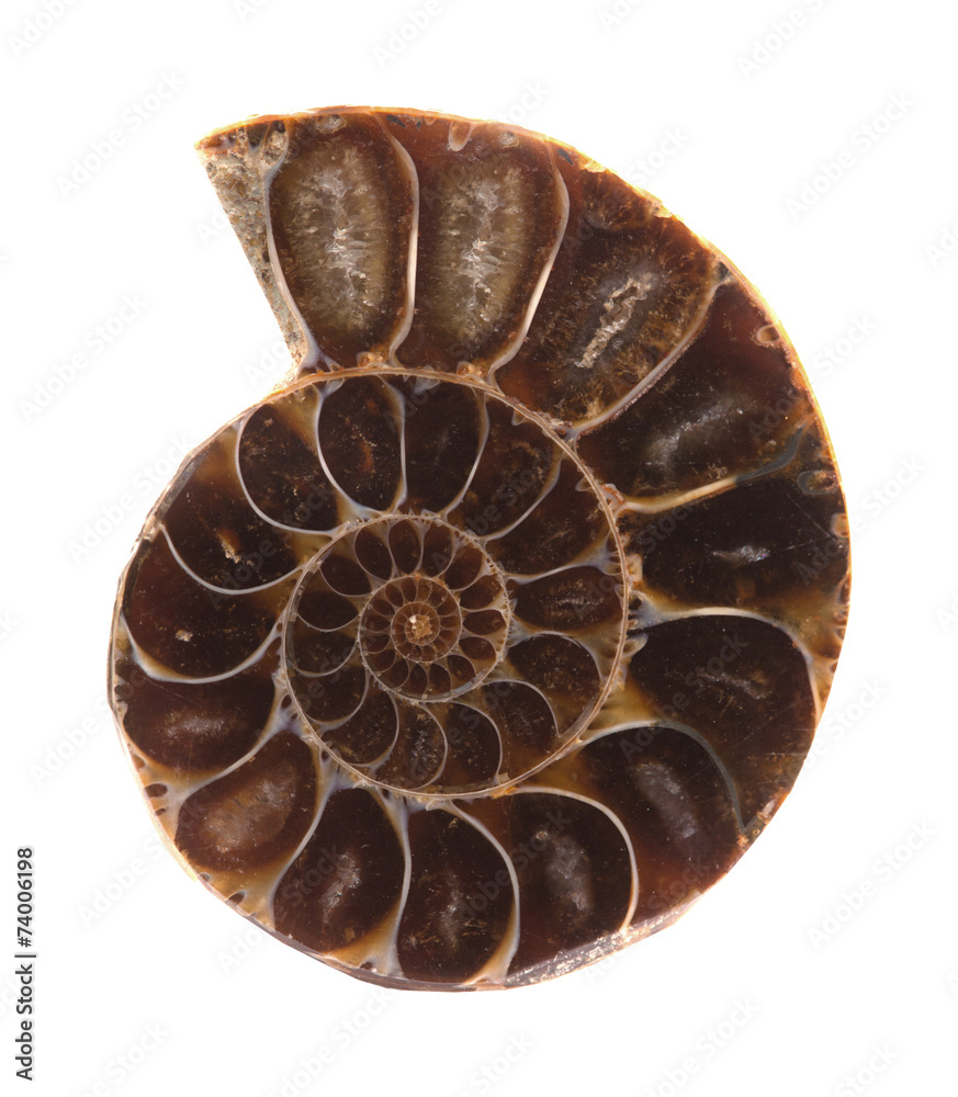 section of ammonite section of ammonite