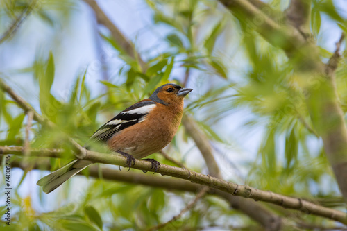 A male Chaffinch on a forest perch in New Zealand.