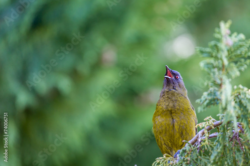 Popular New Zealand bird in nature forest. photo