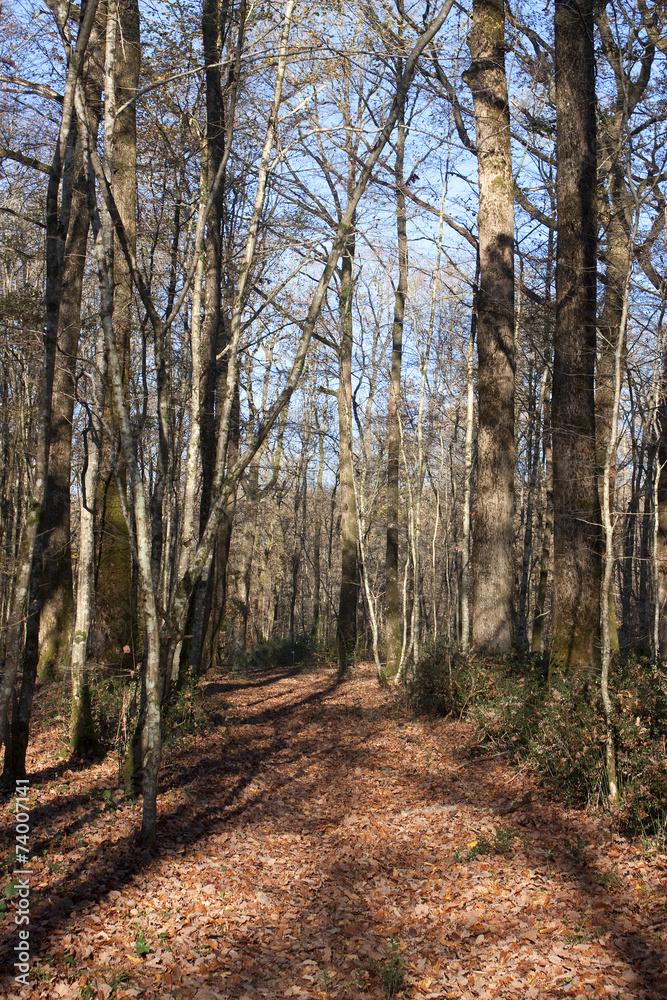 Les ombres du sentier