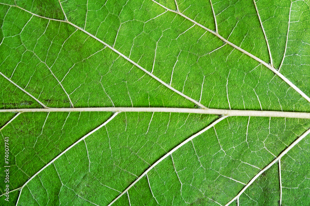 Pattern of growing leaf surface, can use as background Pattern of growing leaf surface, can use as background