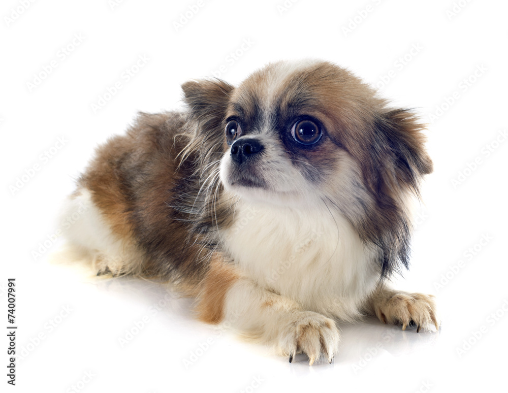 chihuahua
