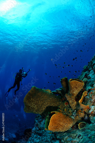 Diver, barrel sponge Verongula gigantea in Banda underwater photo