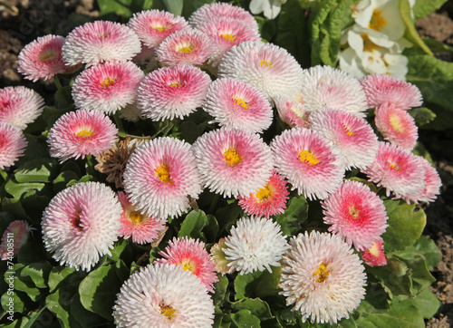 pâquerette bellis perennis