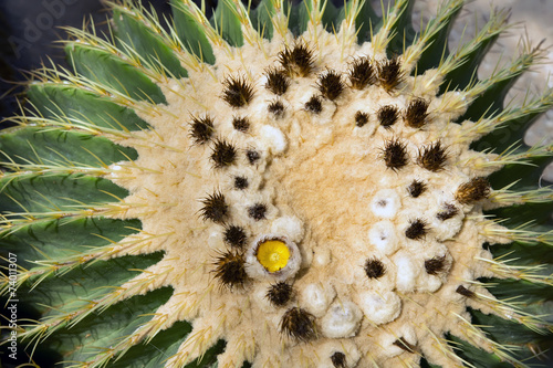 Notocactus Mammulosus Flower. photo