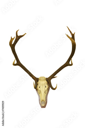 red deer buck isolated hunting trophy