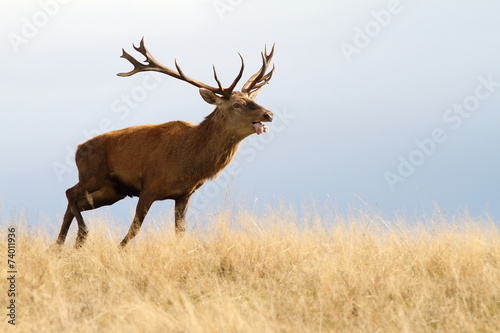 red deer running in autumn