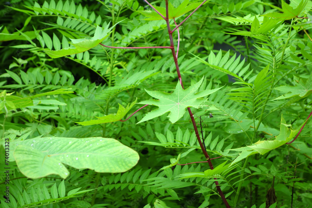 fern background