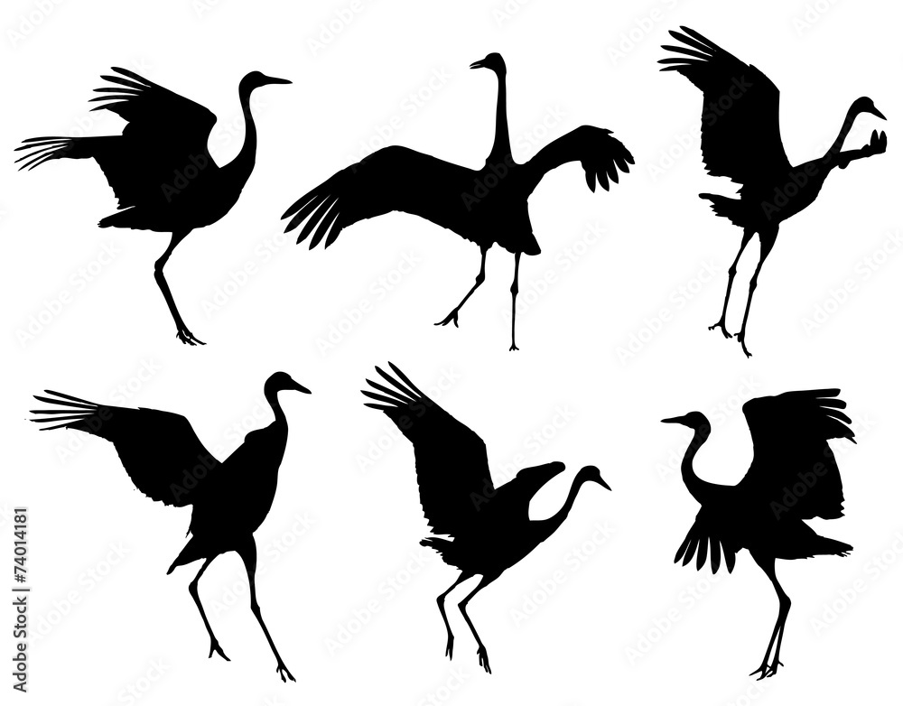 Obraz premium Common Crane in dance silhouettes 