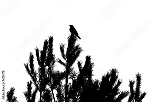 Common blackbird on pine-tree silhouette