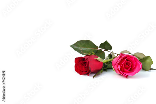 Fototapeta Naklejka Na Ścianę i Meble -  Rose Flower isolated on white background