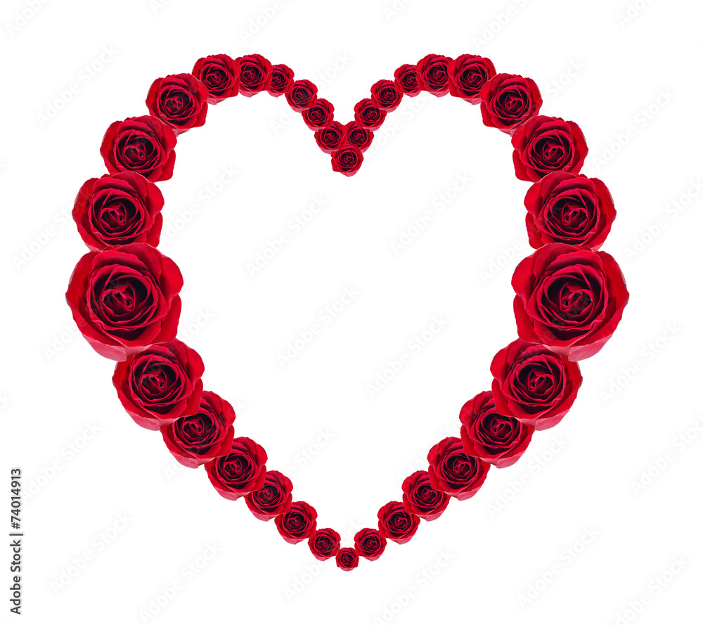 Red rose isolated on the white background