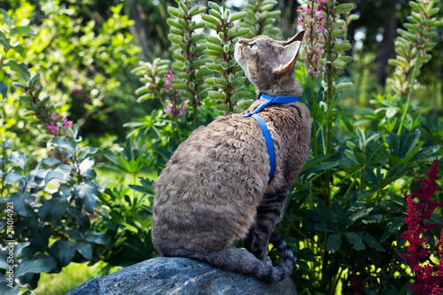 Devon Rex cat walking in the garden, has opportunity to get physical activity through climbing, running and exploring.  Outdoors cats activity concept photo photo