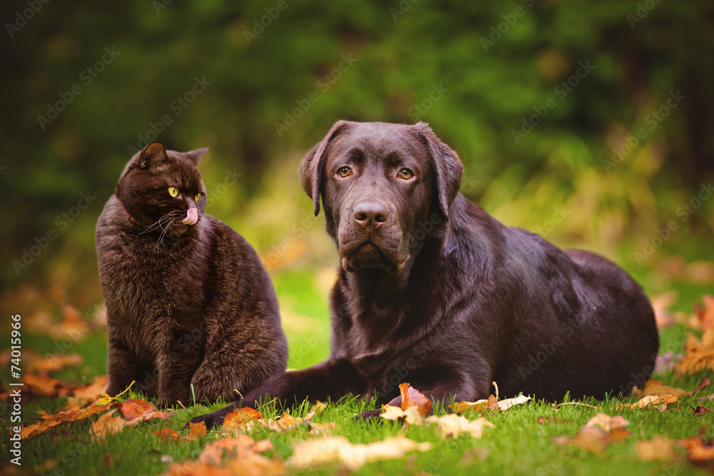 Fototapeta premium brown cat and dog outdoors in autumn