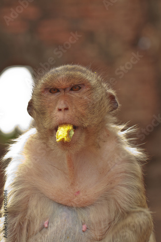 monkey