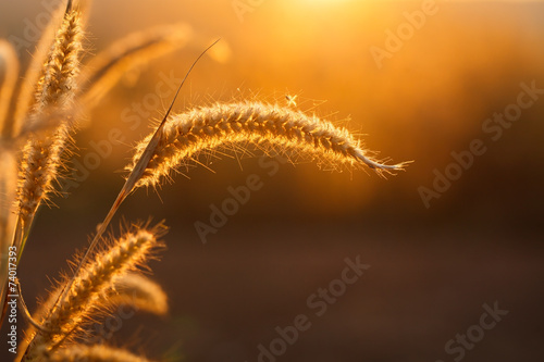 Foxtails grass  under sunshine ,close-up selective focus photo