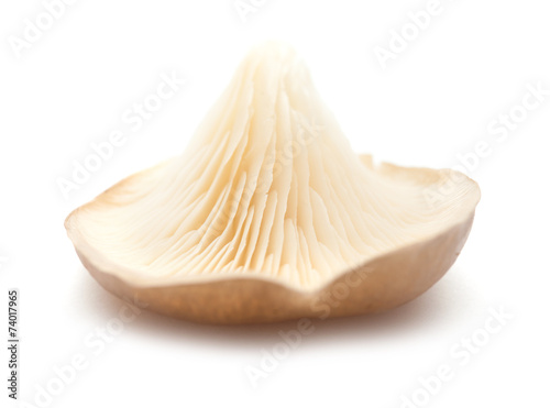 oyster mushrooms isolated