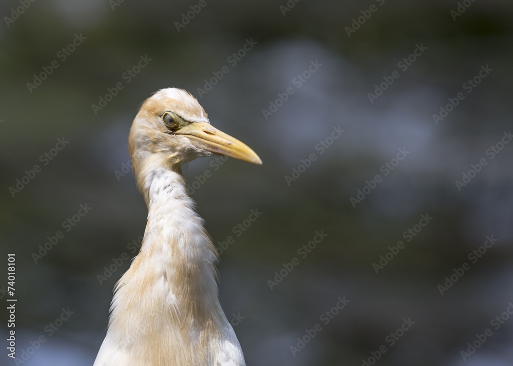 Obraz premium Cattle Egret