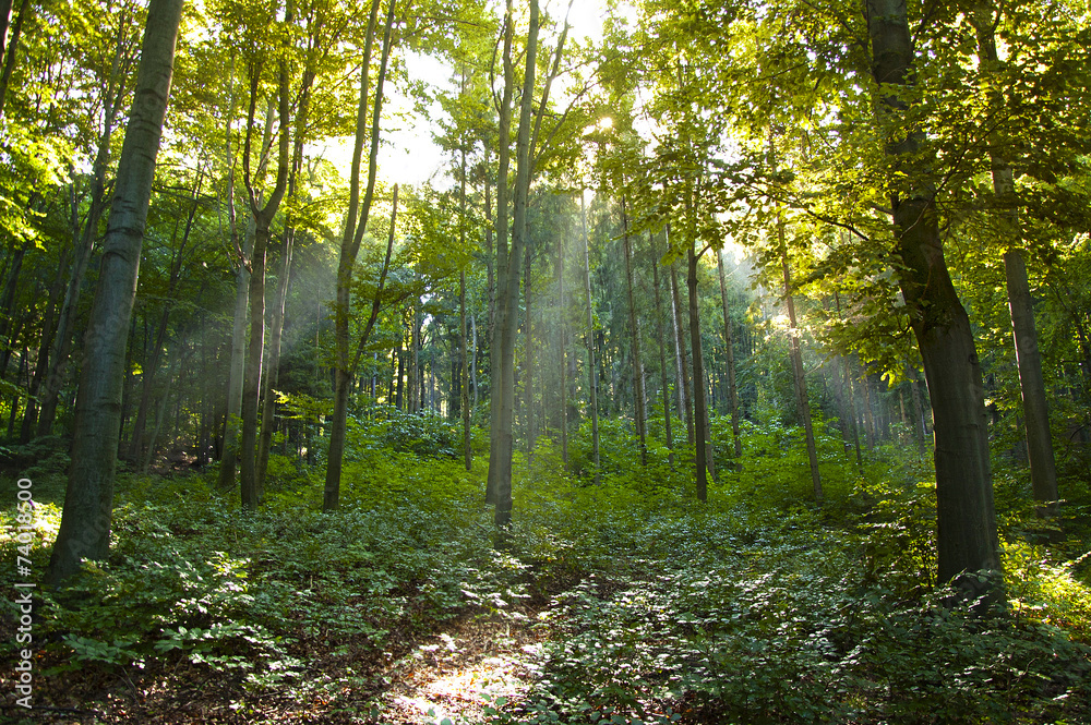 Fototapeta premium Sun Beams