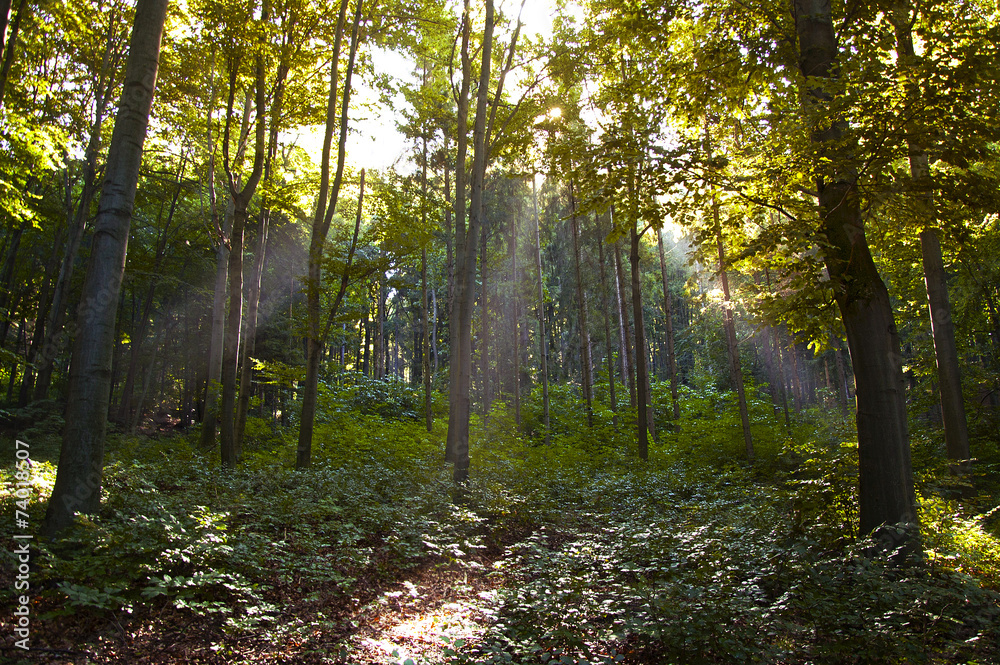 Obraz premium Sun Beams