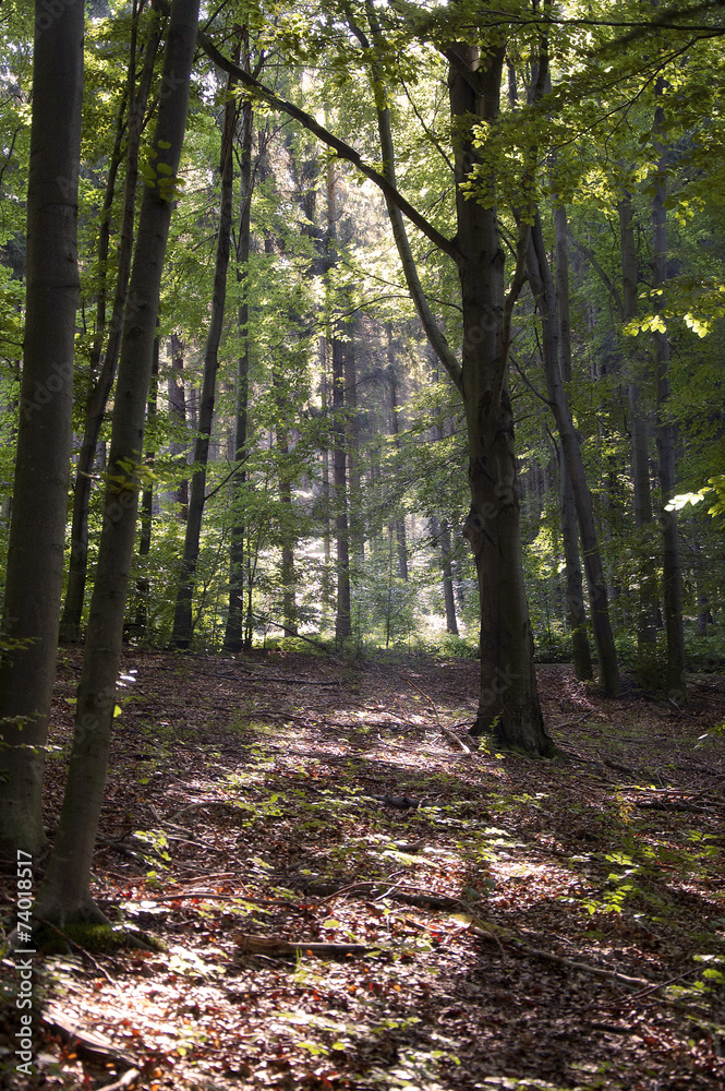 Obraz premium Morning in the Forest