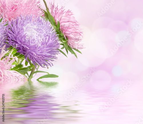 Fototapeta Naklejka Na Ścianę i Meble -  Aster flowers