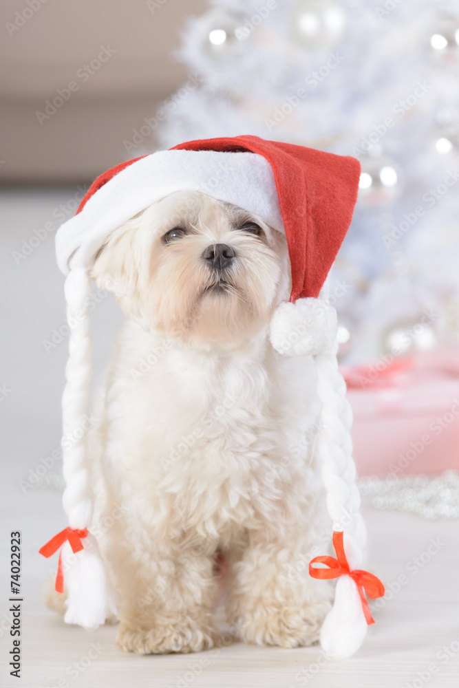 Little dog wearing Santa Claus hat Little dog wearing Santa Claus hat