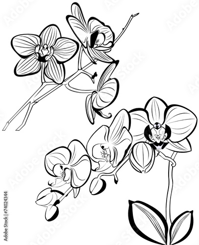 Fototapeta Naklejka Na Ścianę i Meble -  Orchids
