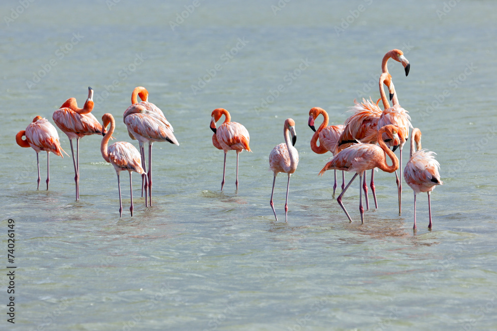 Flamingos at Jan Kok, Curacao