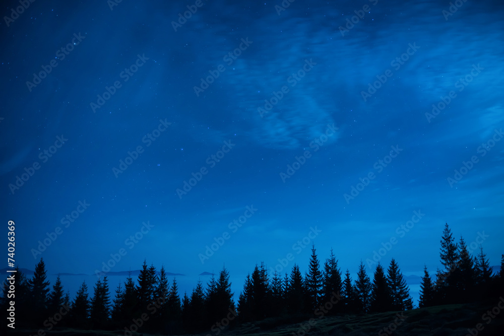 Forest of pine trees under blue dark night sky Stock Photo | Adobe Stock