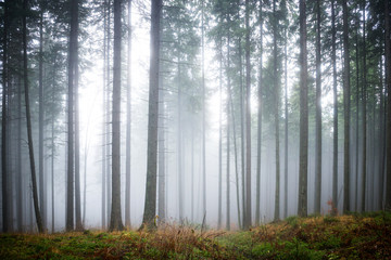 Fototapete Landschaften Geheimnisvoller Nebel im grünen Wald  © Pavlo Vakhrushev