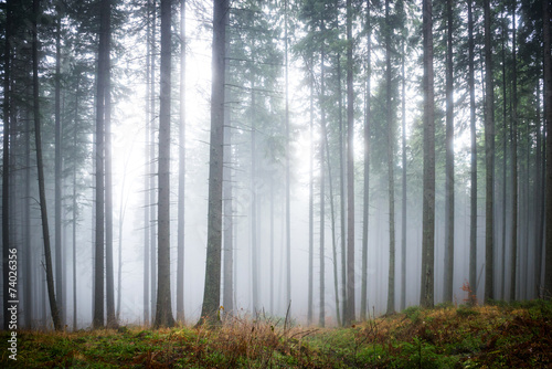 Mysterious fog in the green forest