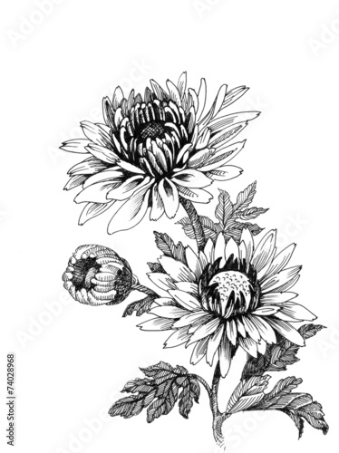 Hand-drawing chrysanthemum