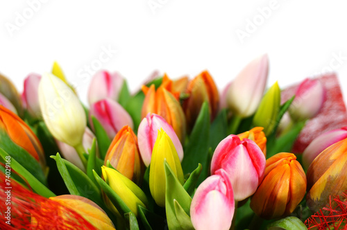 Fototapeta Naklejka Na Ścianę i Meble -  51 tulips