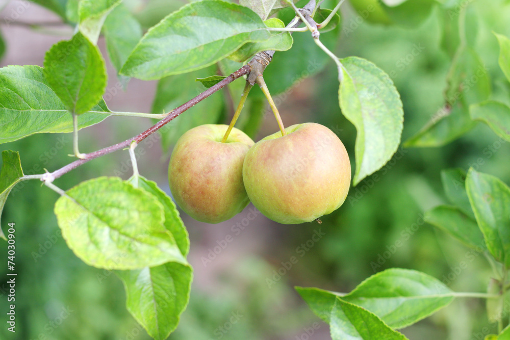 Apple fruits in garden.