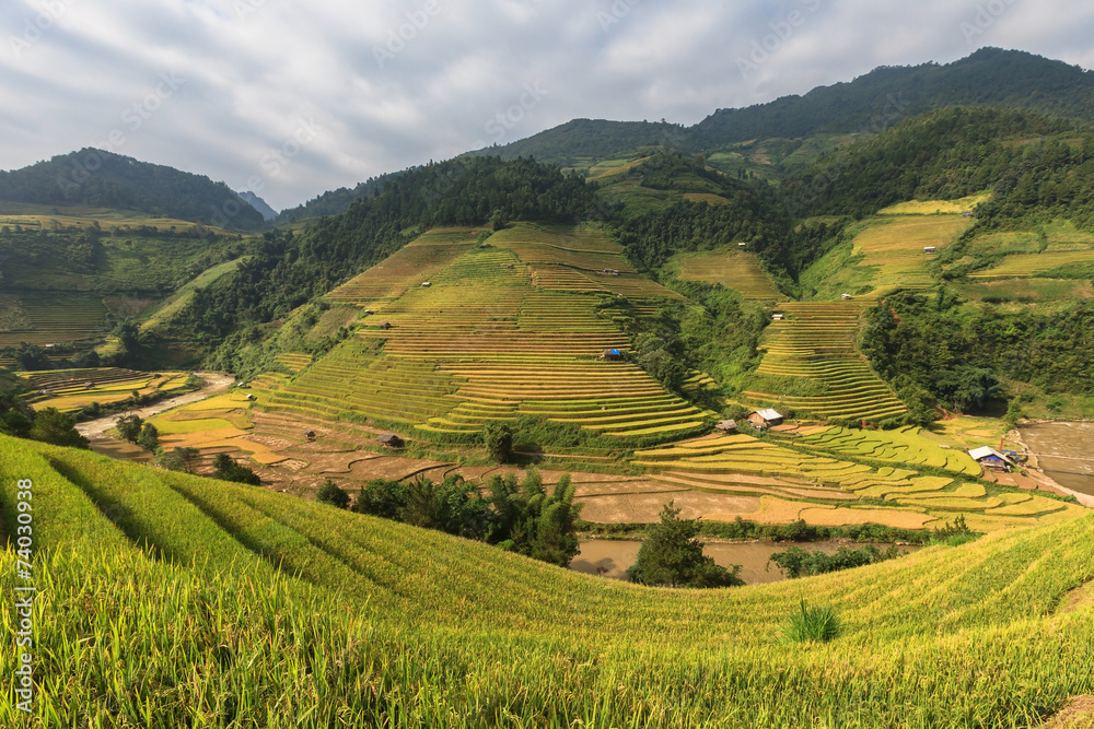 Beautiful Rice Terraces, South East Asia