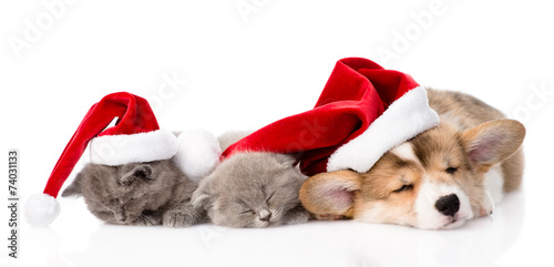 Pembroke Welsh Corgi puppy with red santa hat and two kittens sl © Ermolaev Alexandr