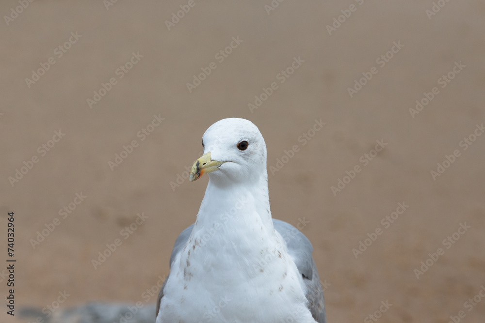 Portrait of a seagull with a dark eye. Sharpness on eyes Portrait of a seagull with a dark eye. Sharpness on eyes
