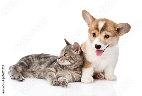 Fototapeta Naklejka Na Ścianę i Meble -  Pembroke Welsh Corgi puppy lying with cat together and looking a