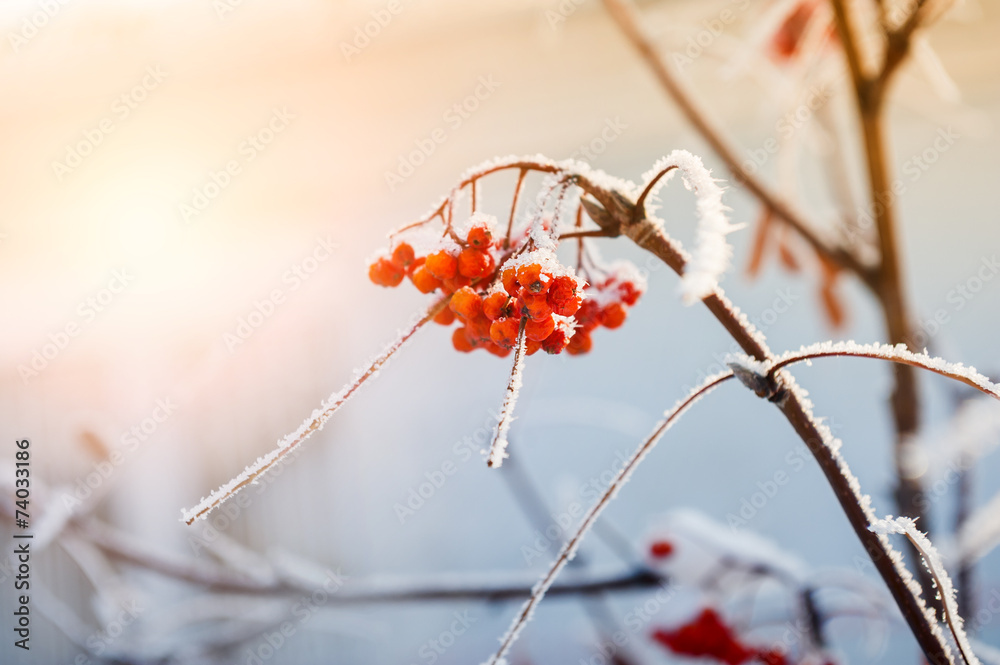 Naklejka premium Rowan berries in the frost