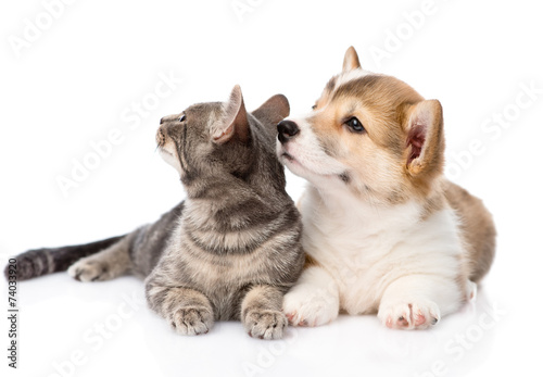 Pembroke Welsh Corgi puppy lying with cat together and looking a