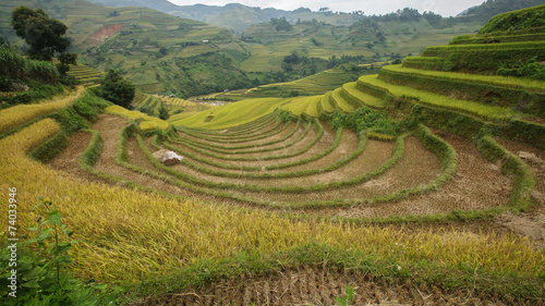 Rice fields on terraced of Mu Cang Chai  YenBai  Vietnam.