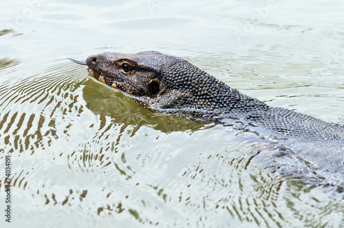 Water monitor